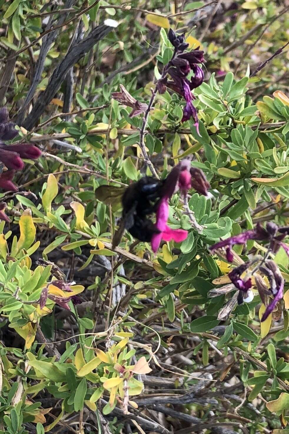 Plancia ëd Xylocopa tabaniformis androleuca Michener 1940