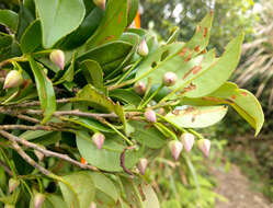 Image of Adinandra formosana Hayata