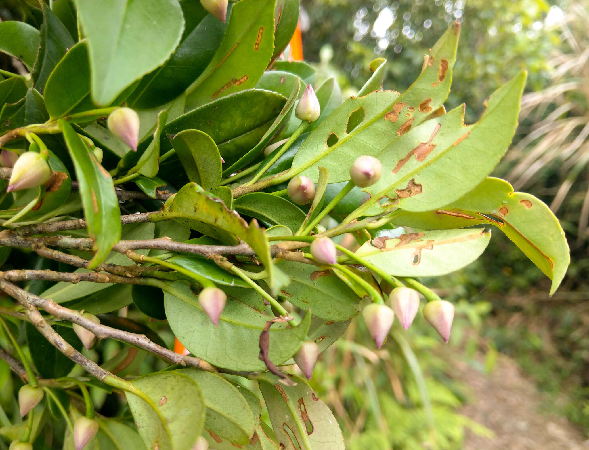 Image of Adinandra formosana Hayata