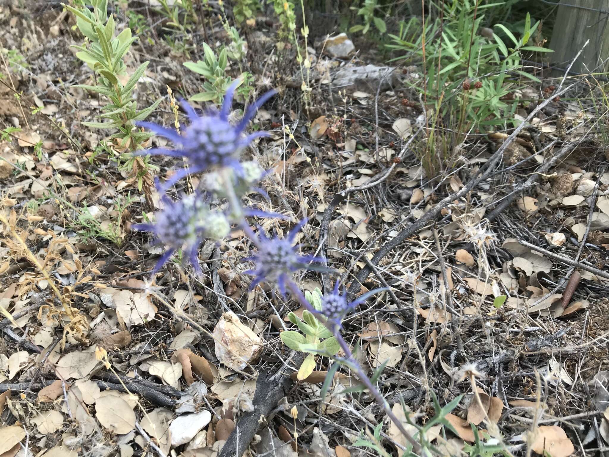 Eryngium dilatatum Lam. resmi