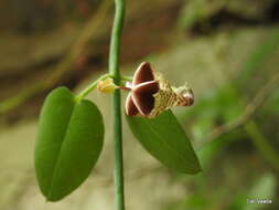 Imagem de Ceropegia distincta N. E. Br.