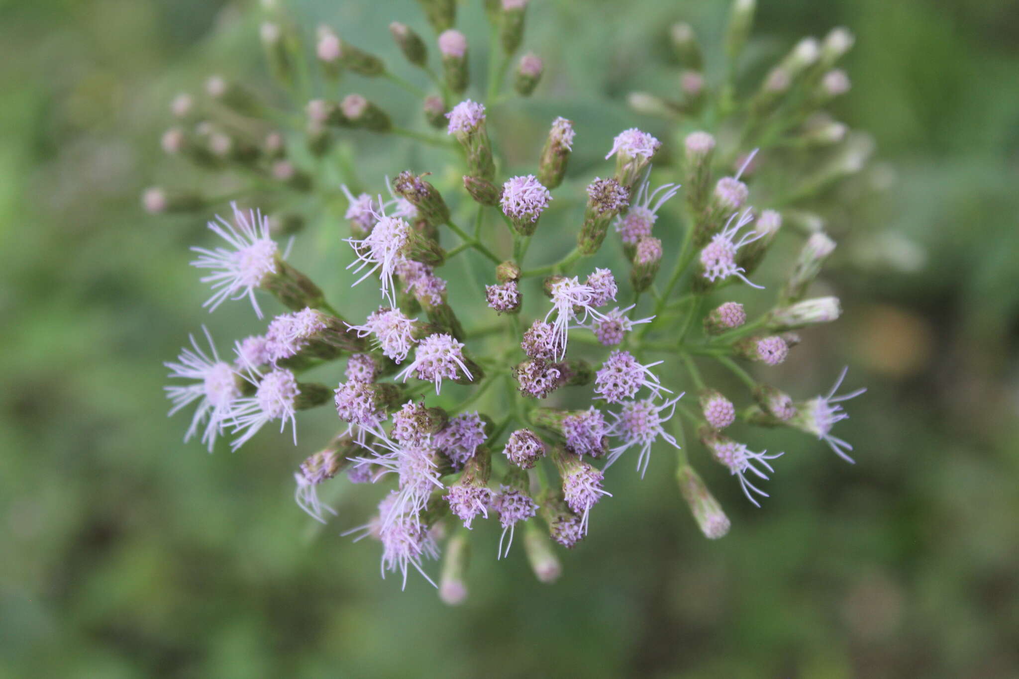 Sivun Chromolaena leivensis (Hieron.) R. King & H. Rob. kuva