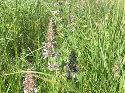 Image de Stachys pilosa var. pilosa