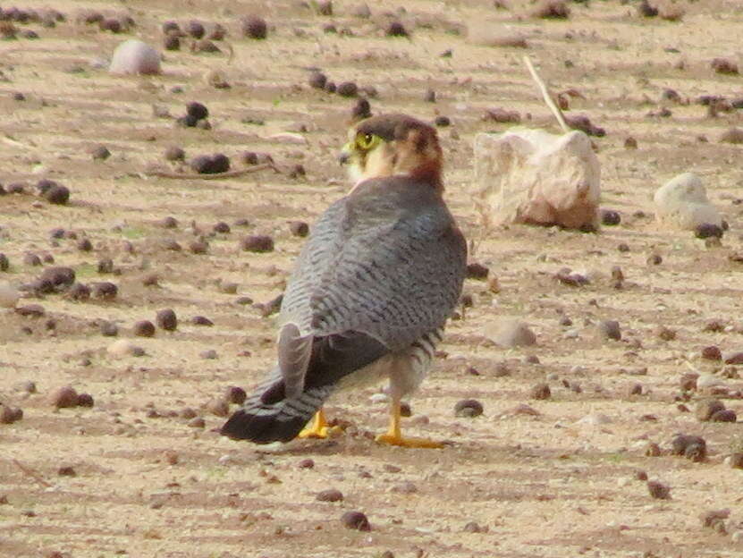 Image of Falco chicquera horsbrughi Gunning & Roberts 1911