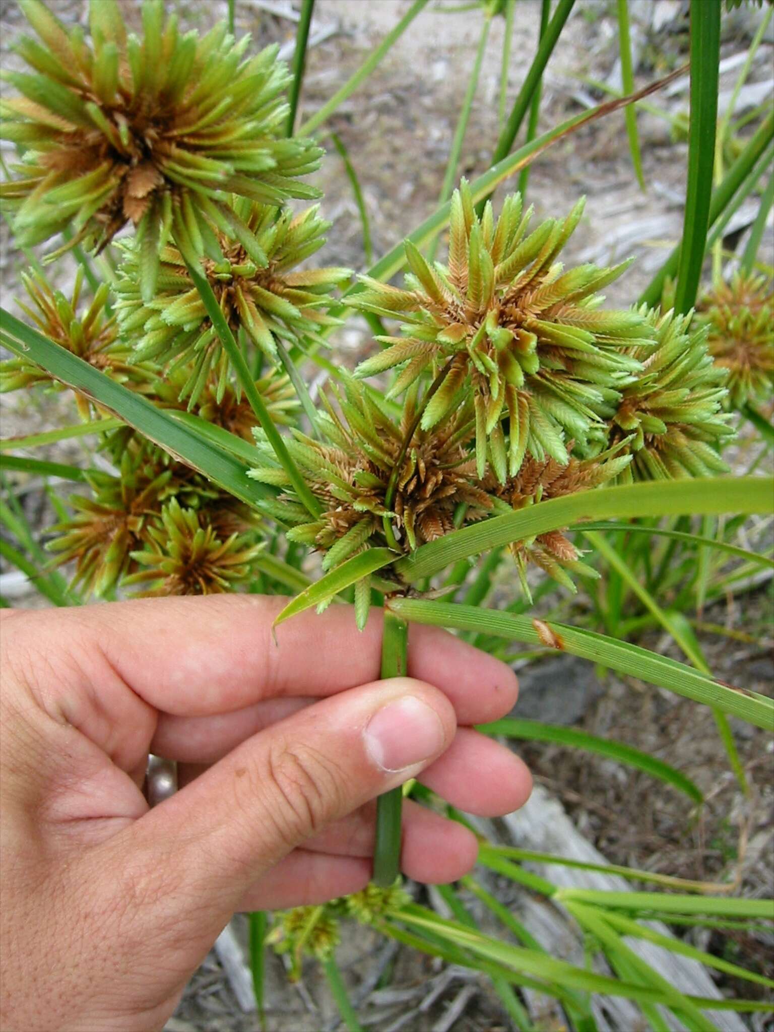 Image of Tall flatsedge