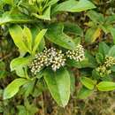 Image of Ageratina tinifolia (Kunth) R. King & H. Rob.