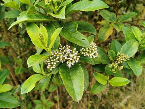 Image of Ageratina tinifolia (Kunth) R. King & H. Rob.