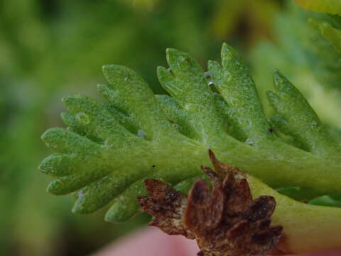 Image of Leptinella lanata Hook. fil.