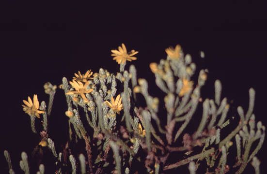 Image of Euryops dacrydioides Oliv.