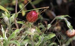 Image of Helichrysum wilmsii Moeser