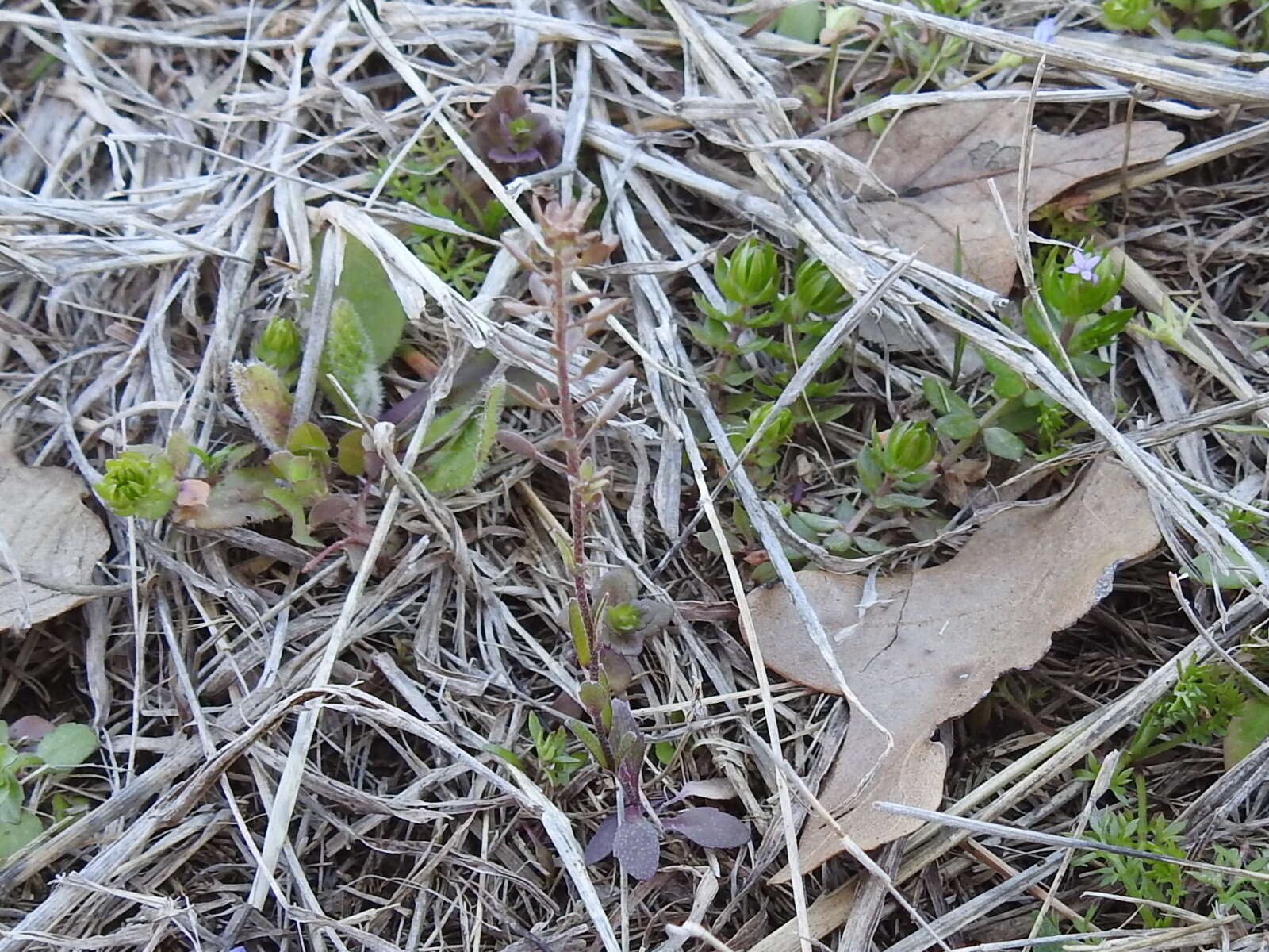 صورة Draba brachycarpa Nutt.