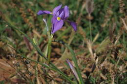 Image of blue-tulip