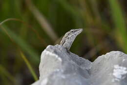 Image of Cook's Anole