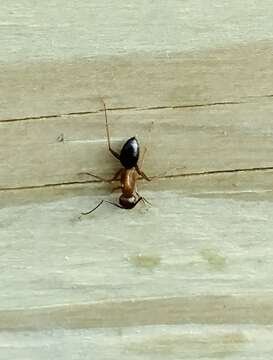 Image of Florida Carpenter Ant