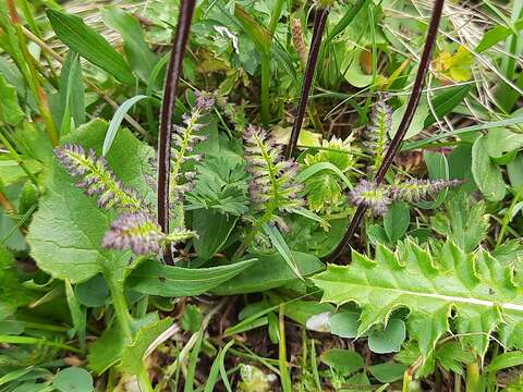 Image of Pedicularis crassirostris Bunge