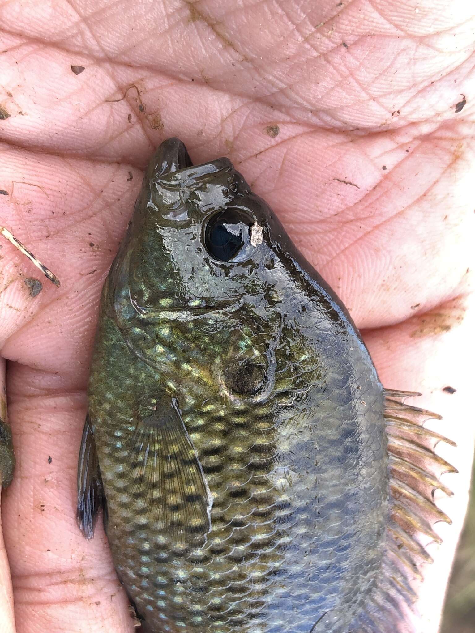 Image of Bantam Sunfish