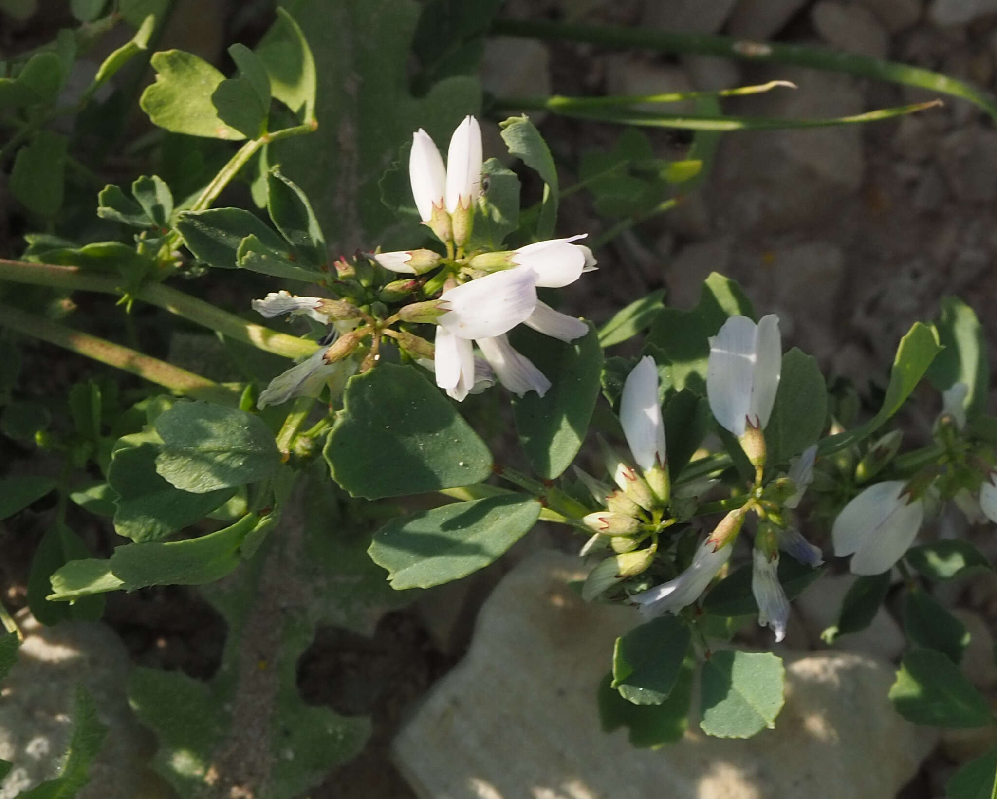 Image de Trigonella arabica Delile