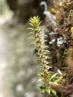 Image of Oriental clubmoss