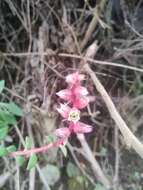 Image of Echeveria waltheri Moran & Meyrán