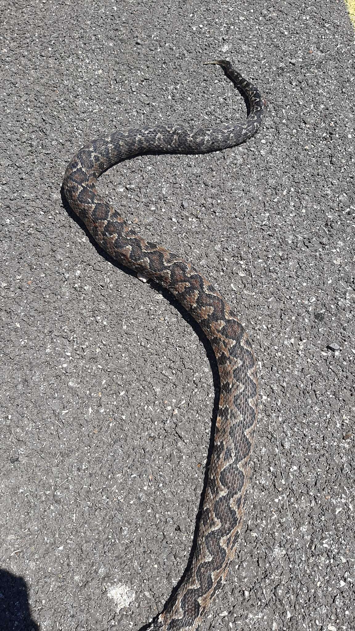 Image of Palestine Viper