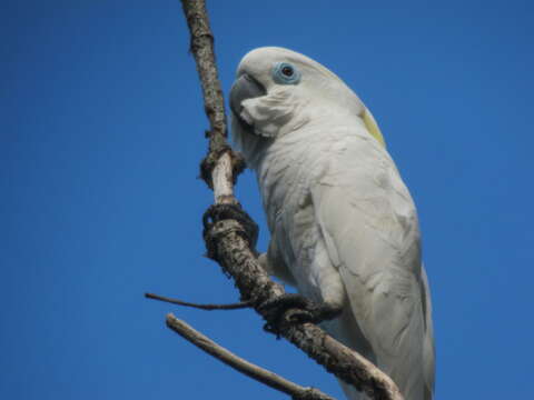 Image of Blue-eyed Cockatoo