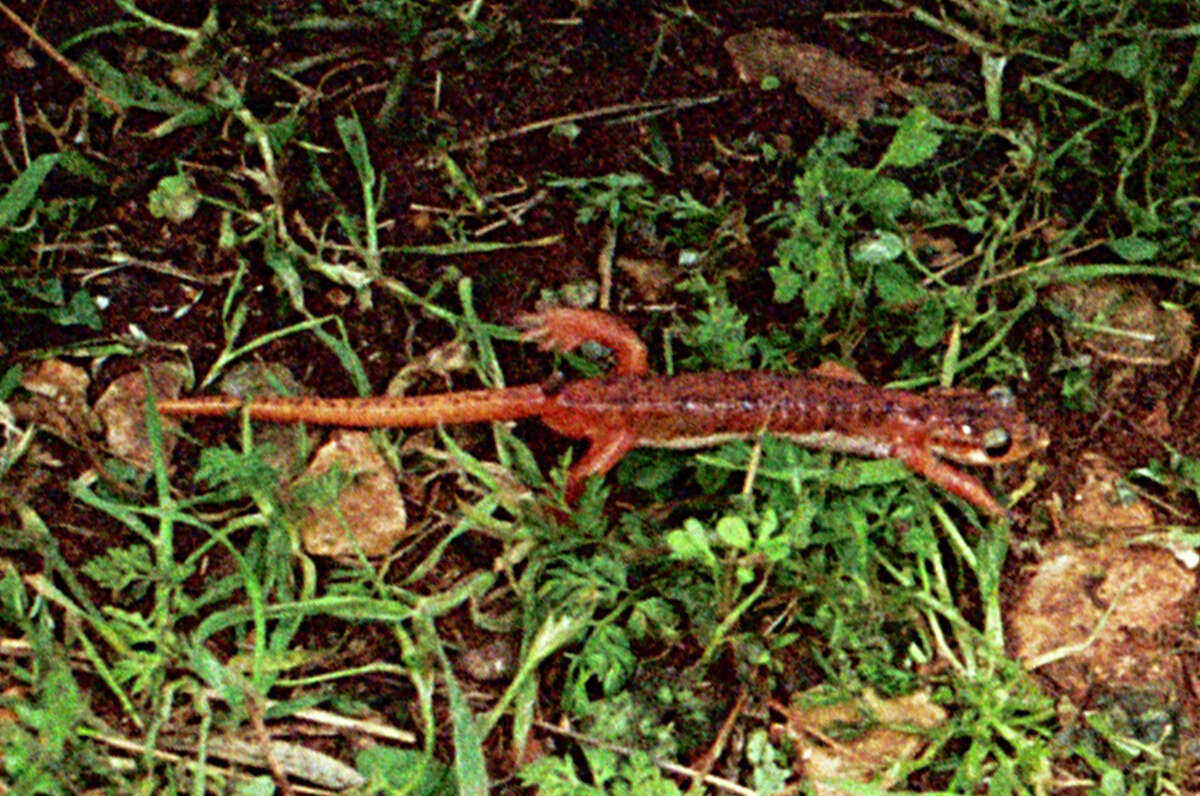 Image of Luschan’s salamander