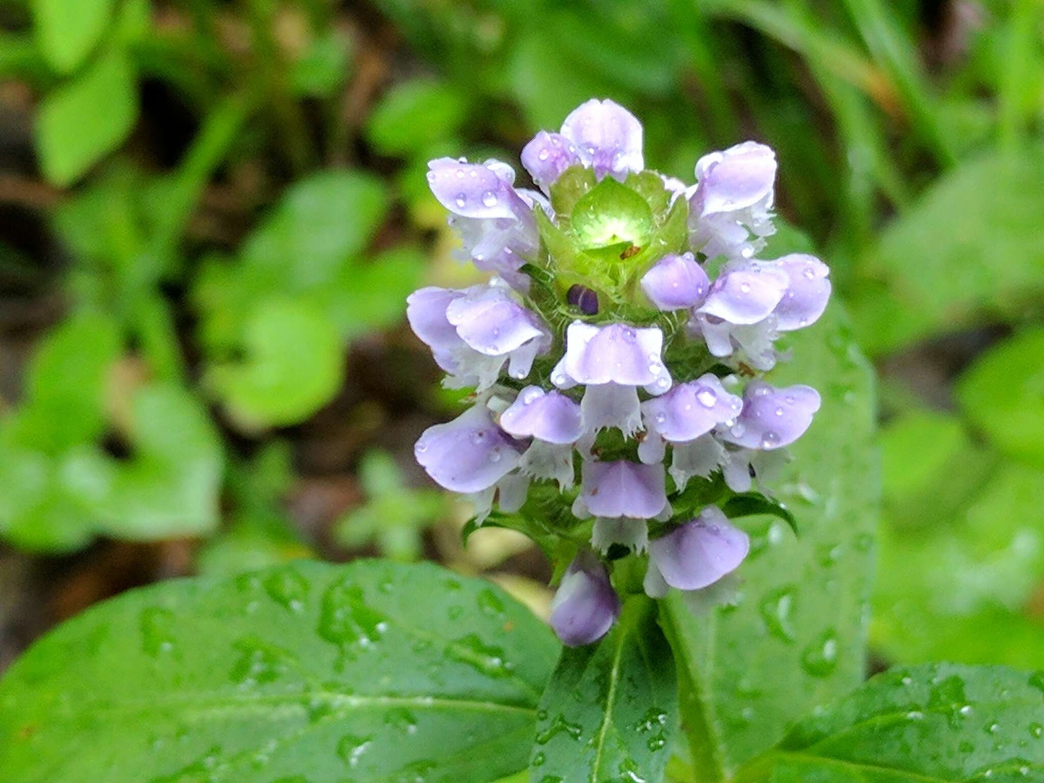 صورة Prunella vulgaris subsp. lanceolata (W. P. C. Barton) Piper & Beattie