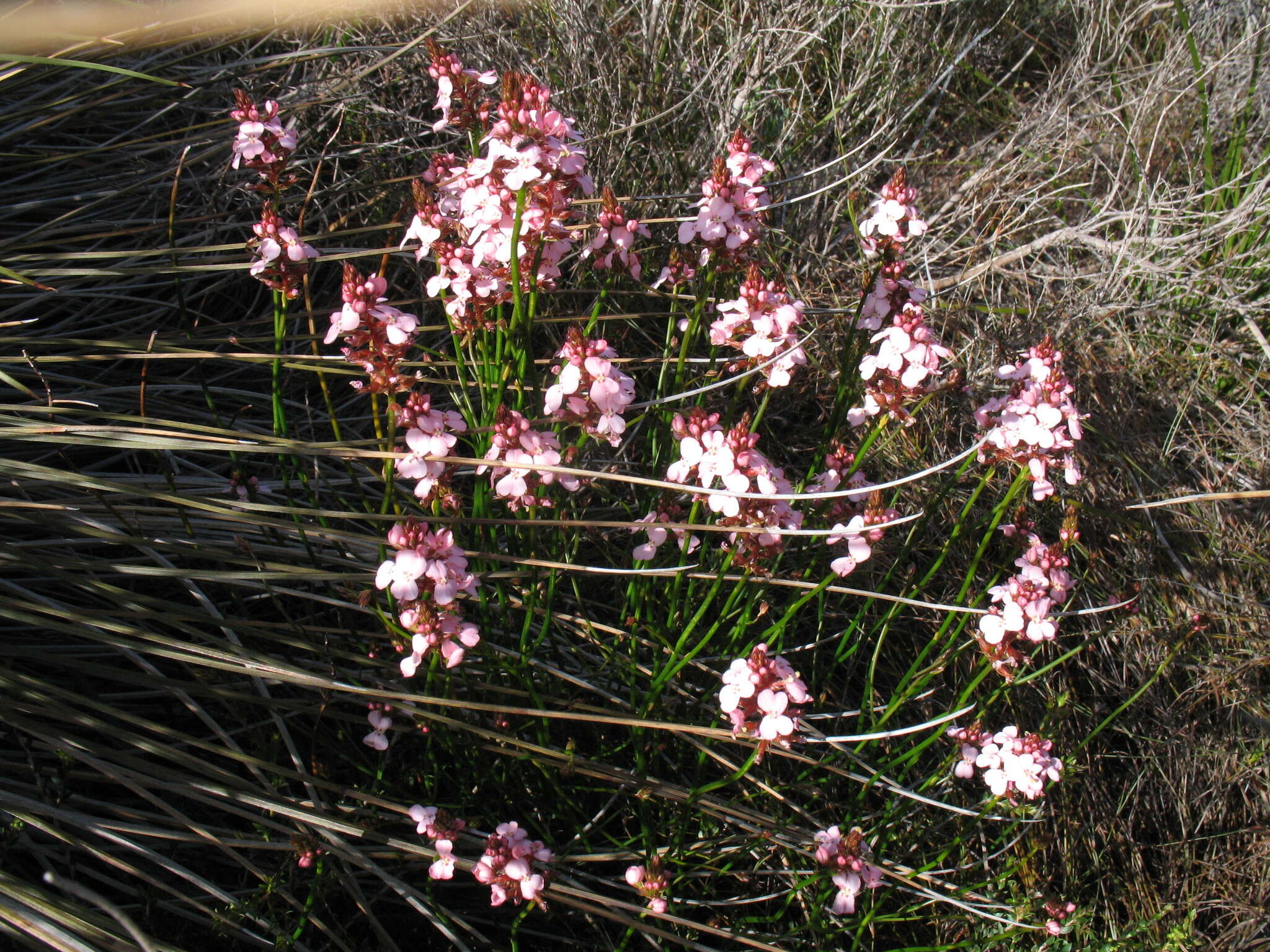 Image of Stylidium hesperium Wege