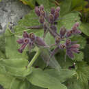 Image of Nonea intermedia Ledeb.