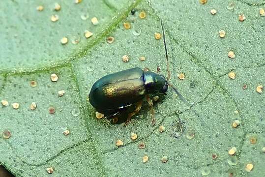 Image of <i>Aphthona strigosa</i>