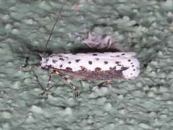 Image of Ethmia hagenella Chambers 1878