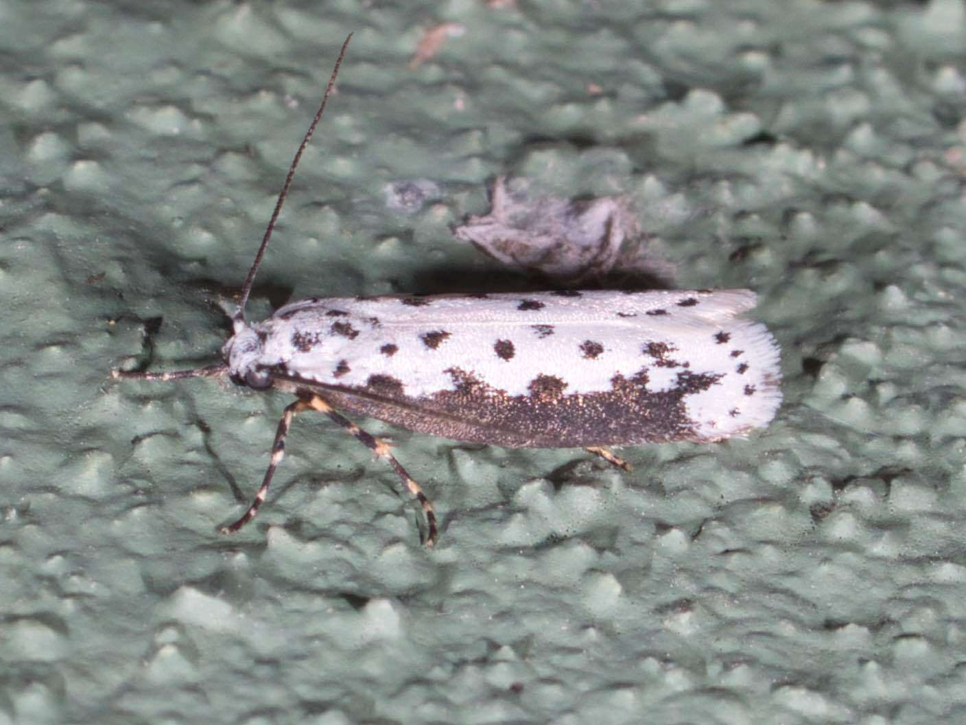 Image of Ethmia hagenella Chambers 1878