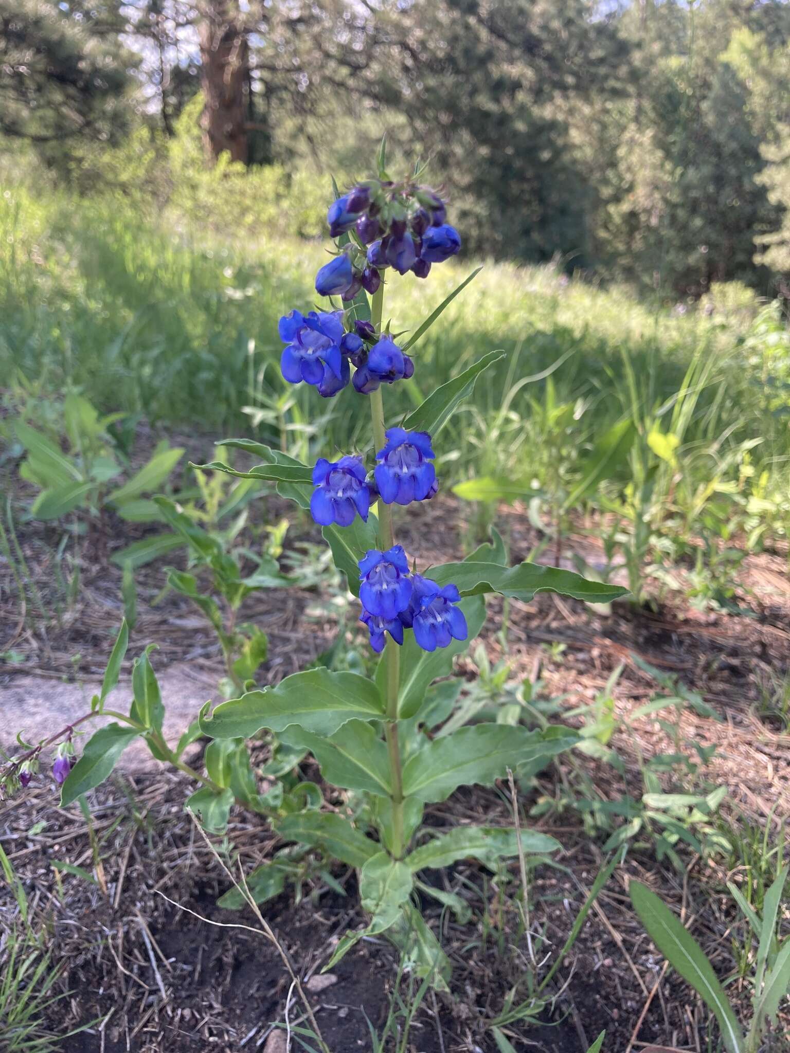 Image of Brandegee's penstemon