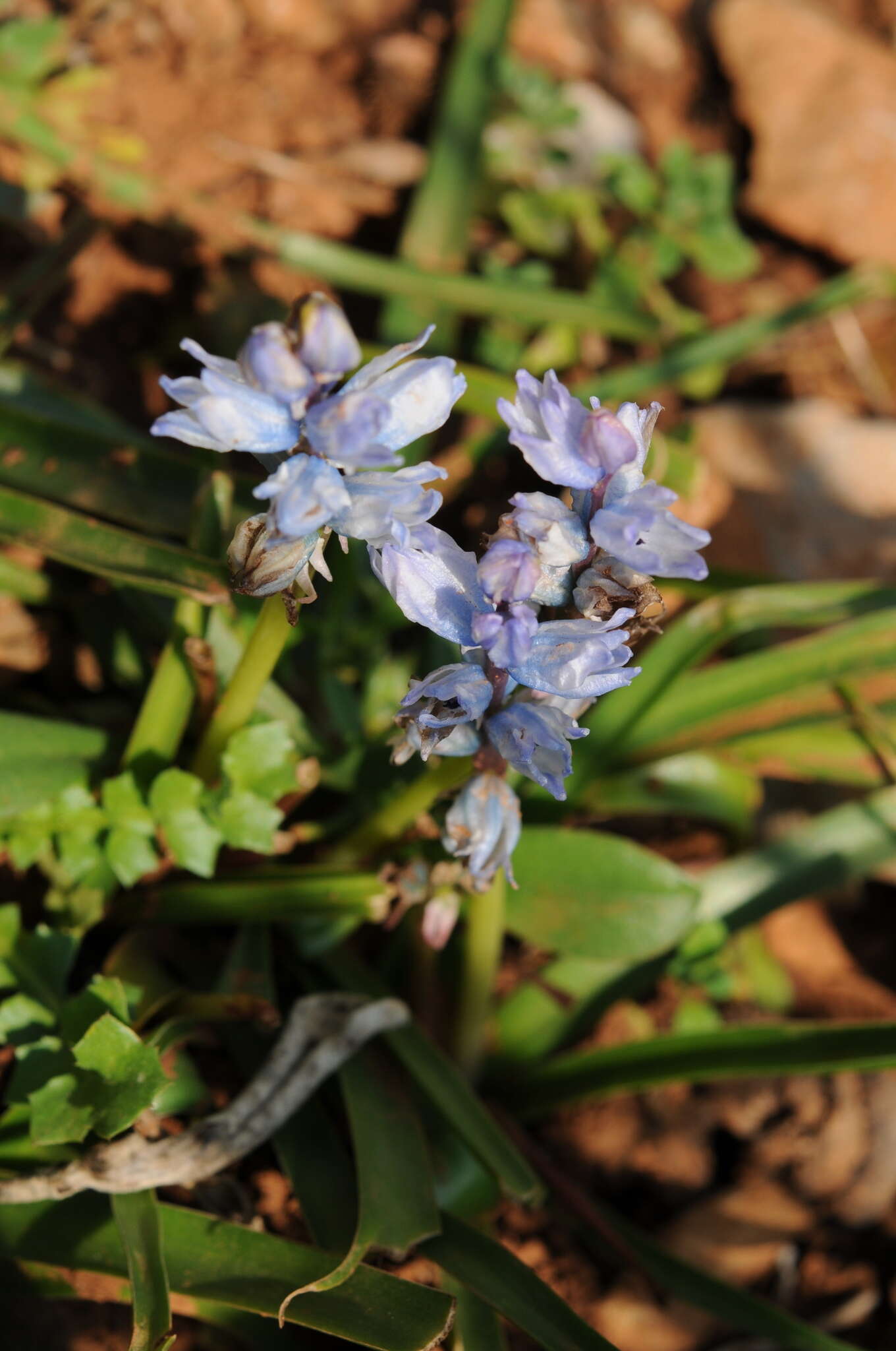 Image of Bellevalia hyacinthoides (Bertol.) K. Perss. & Wendelbo