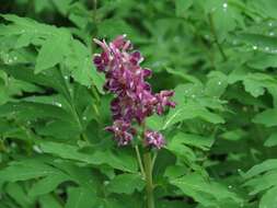 Image of Corydalis gigantea Trautv. & Meyer