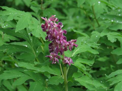 Image of Corydalis gigantea Trautv. & Meyer