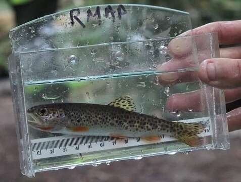 Image of Oncorhynchus clarkii clarkii