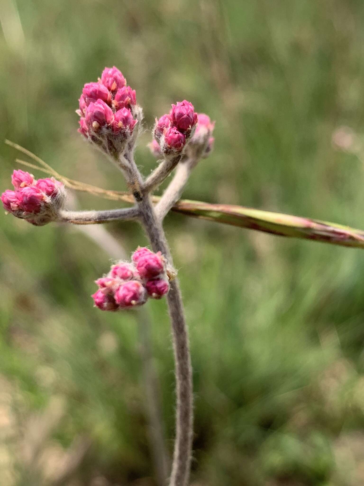 Слика од Helichrysum calocephalum Klatt