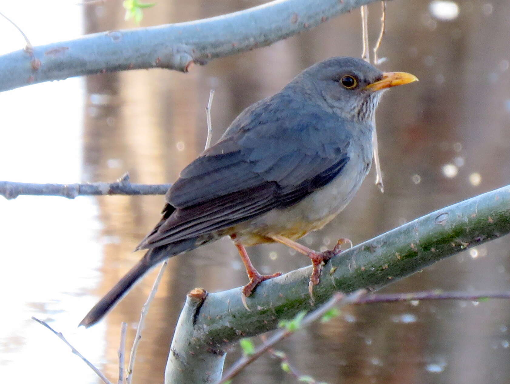 Image of Karoo Thrush