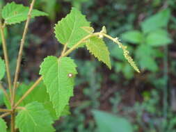 Imagem de Croton malvaviscifolius Millsp.