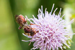 Image of Nomada articulata Smith 1854