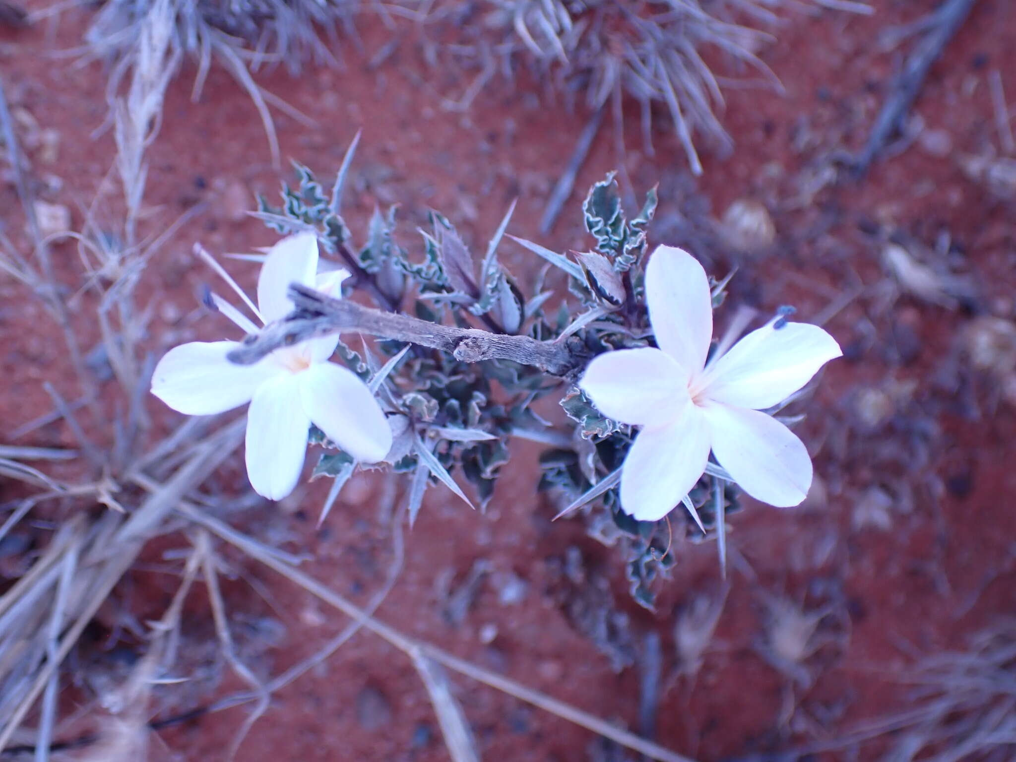 Image de Barleria rigida Willd. ex Nees