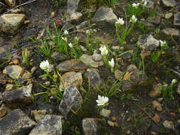 Imagem de Ornithogalum paludosum Baker