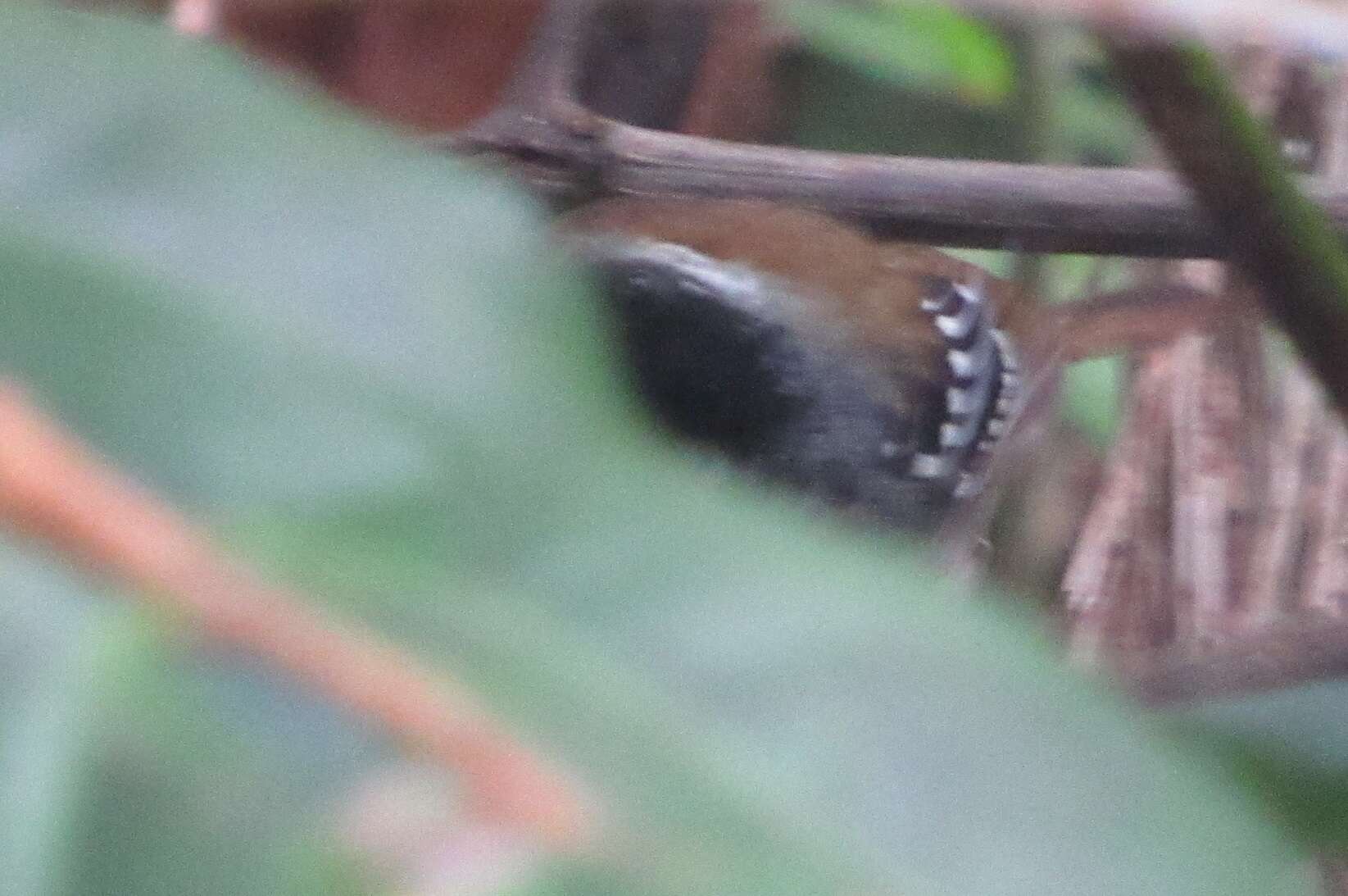 Image of Squamate Antbird