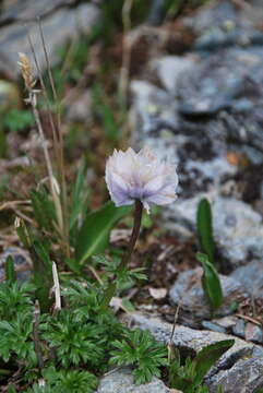 Image of Trollius lilacinus Bunge