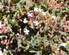 Image of Stylidium pulchellum Sond.