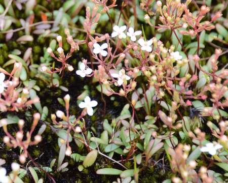 Image de Stylidium pulchellum Sond.