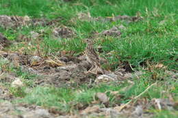 Image of Peruvian Pipit