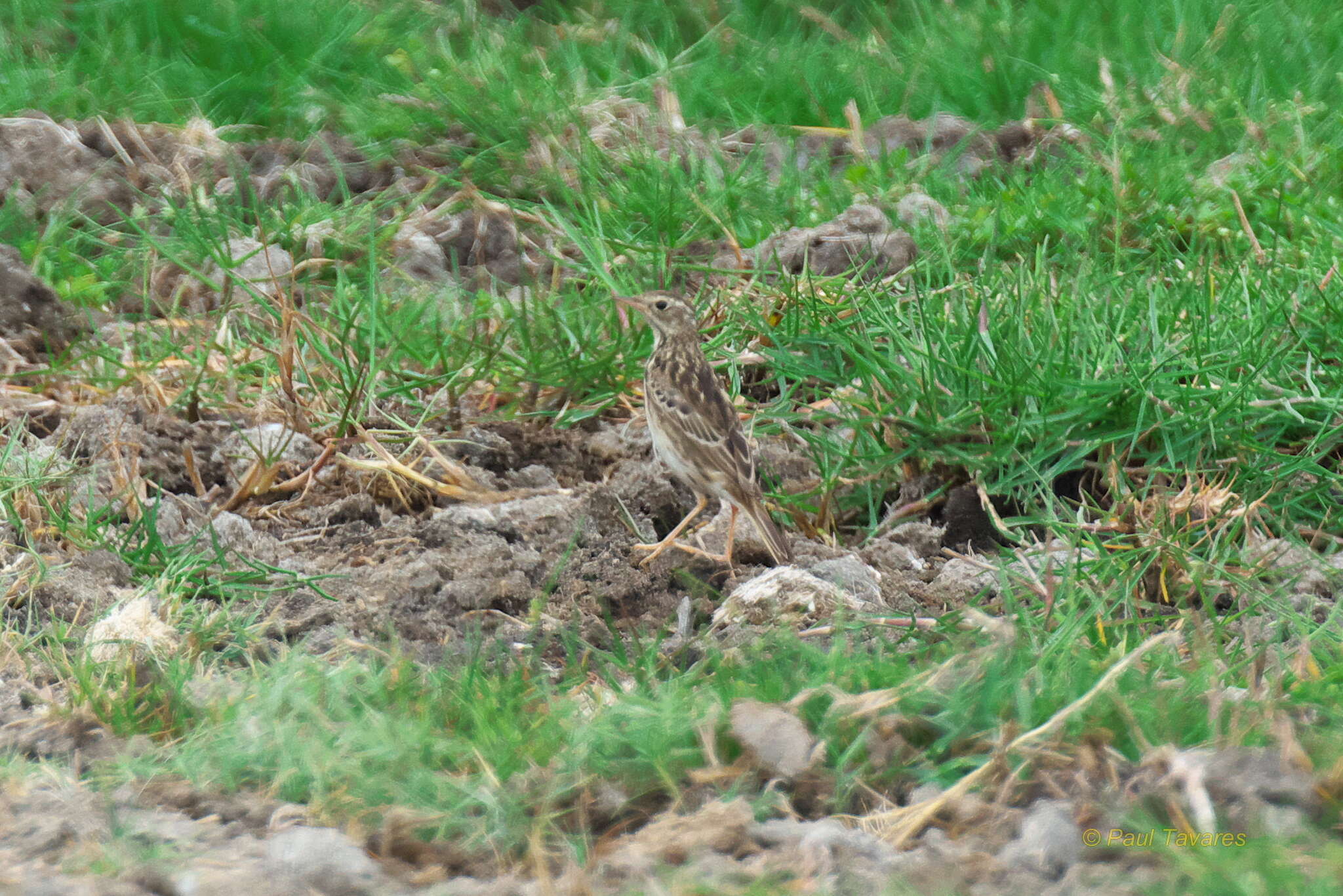 Image of Peruvian Pipit