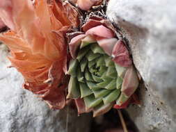 Image of Sempervivum marmoreum Griseb.